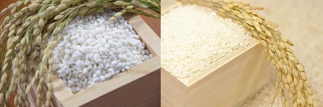 うるち米ともち米の違いはなんですか？