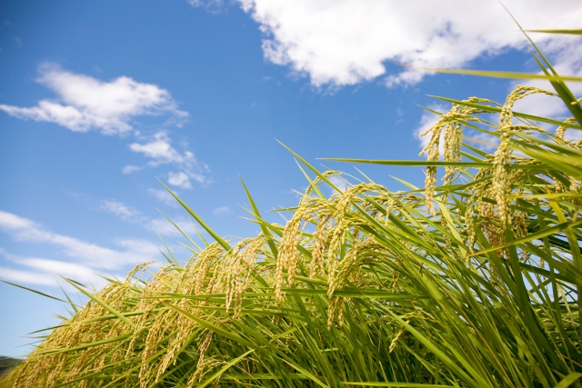 コシヒカリという品種のお米が一番多く作られている理由は